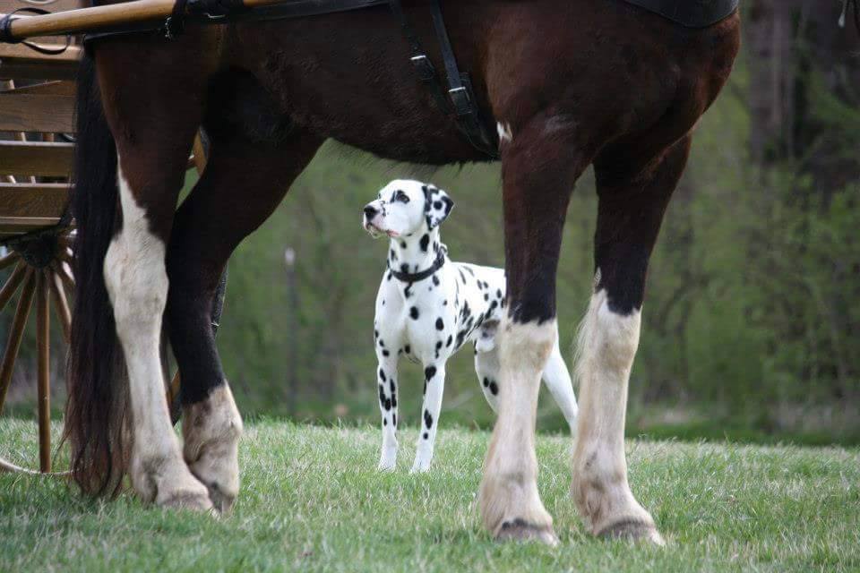 what is a dalmatian road dog