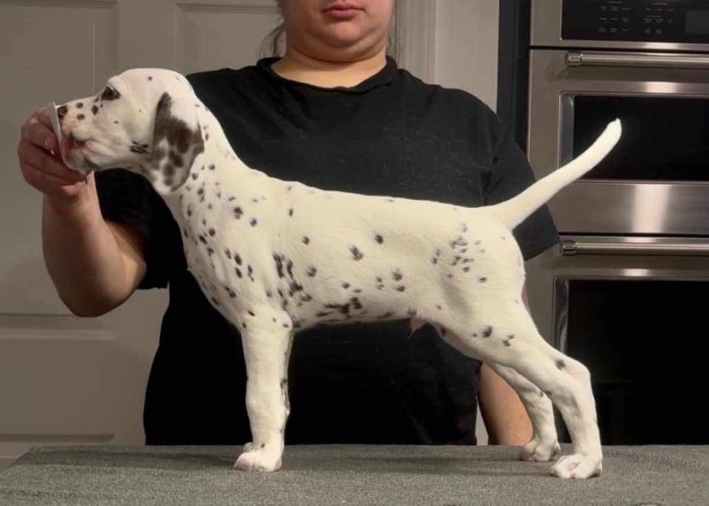 Chalet Dalmatians
