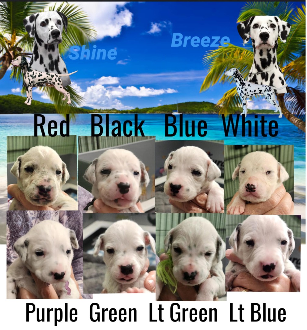 Puppies are here !
