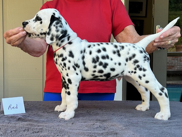 Pups Available