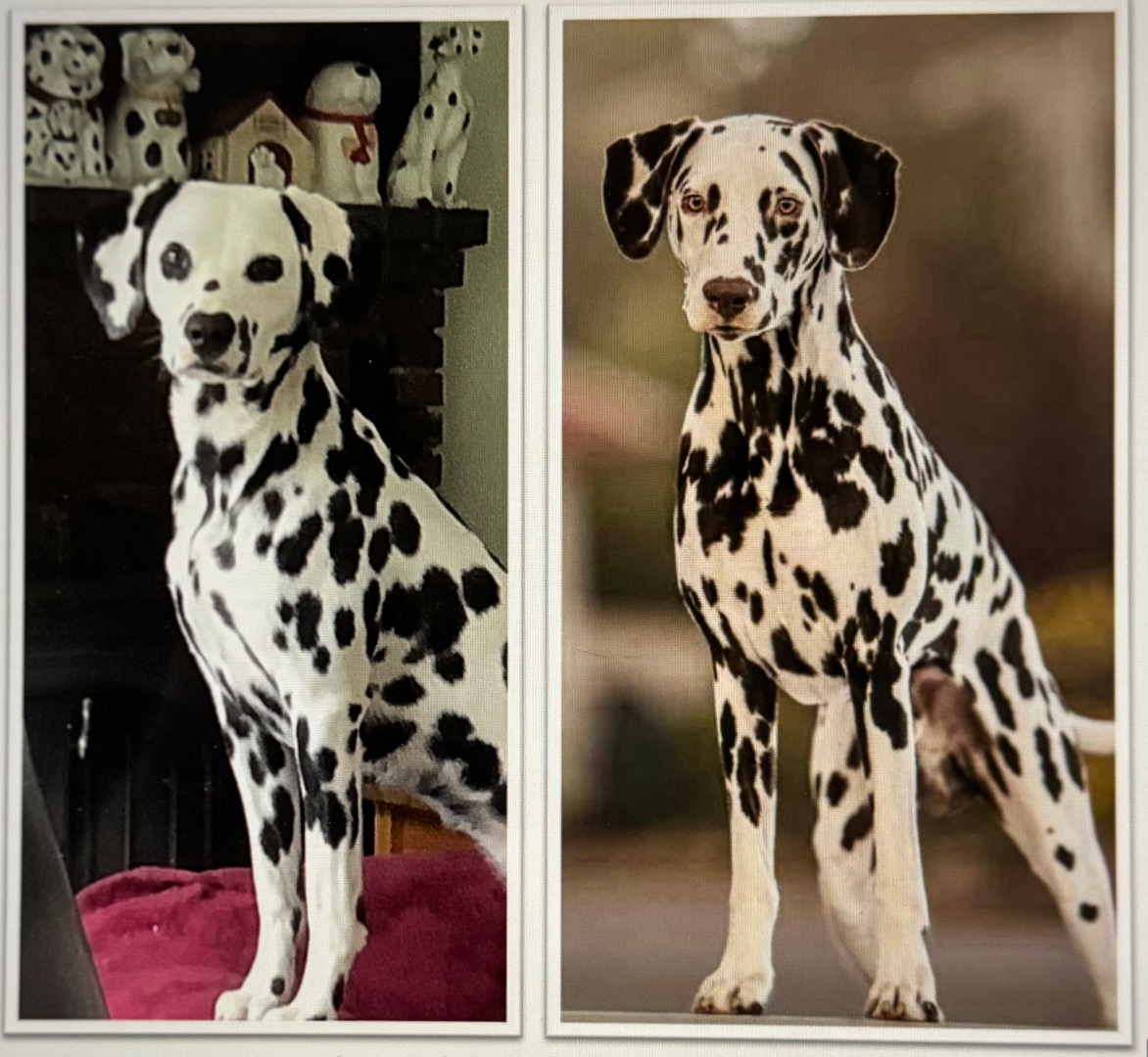 Puppies expected June 2025