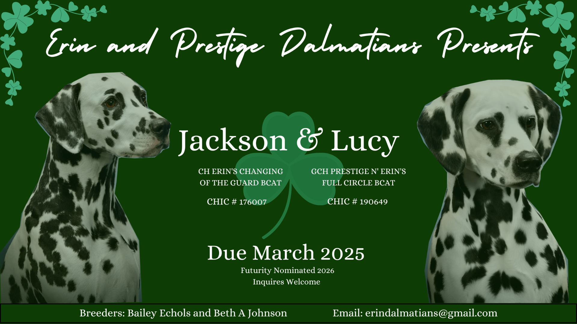 Erin Dalmatians (female puppies availble)