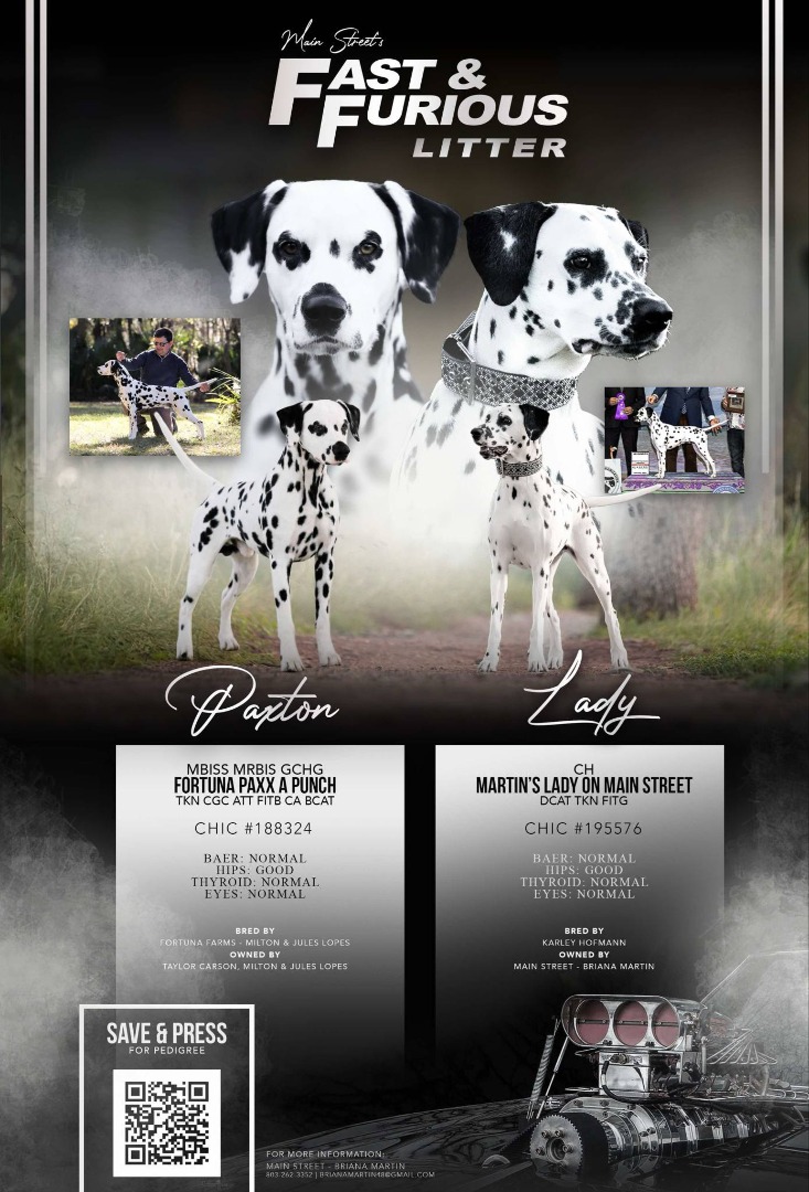 Wonderland Dalmatians Fast and Furious Litter DUE JUNE 2025