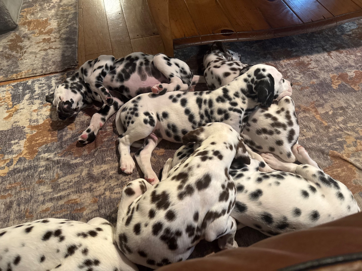 8 week old puppies available