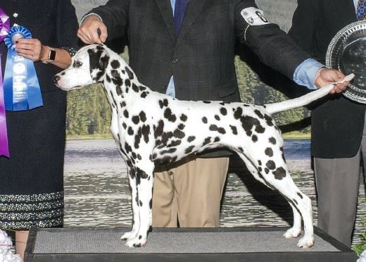 Jade_DCA2023_Res Winners Bitch-Cropped.JPG