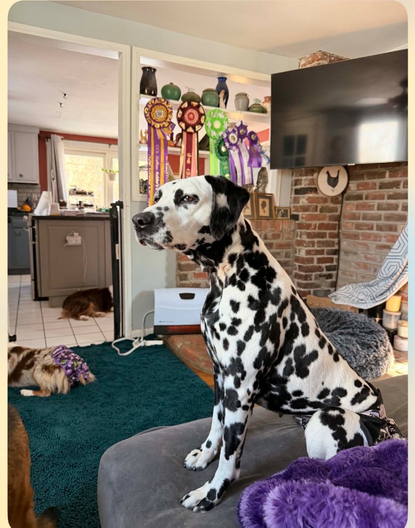 4 year old female, AKC Champion