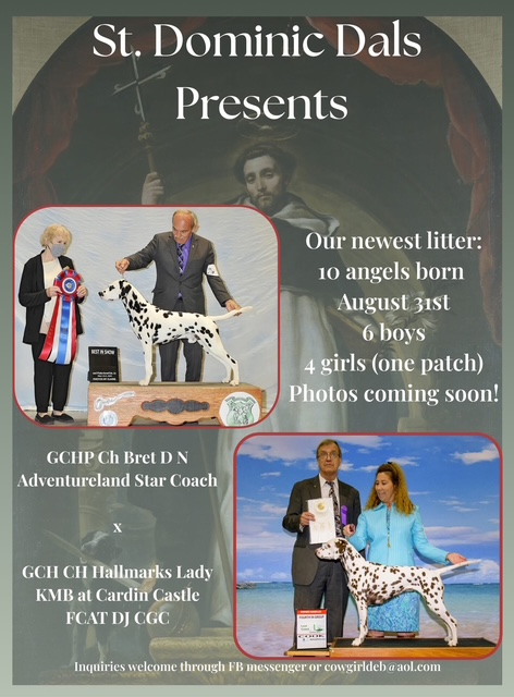 ✨4 Male Dalmatian Puppies Available✨ (CJ x Kensi)