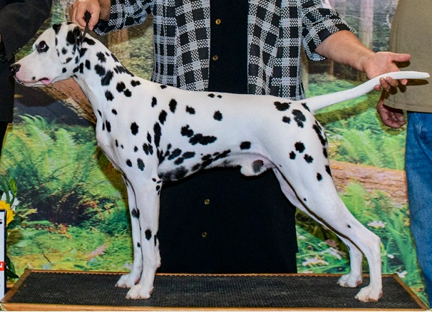 Salute Stud picture.jpg