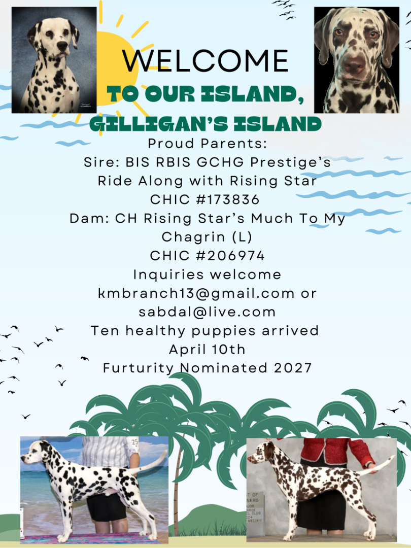 The Gilligan's Island Litter has arrived!