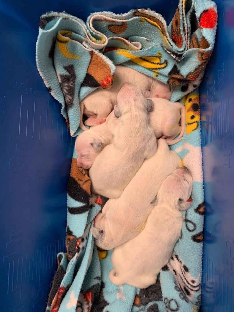 Dalmatian puppies born on 3-Apr-2026