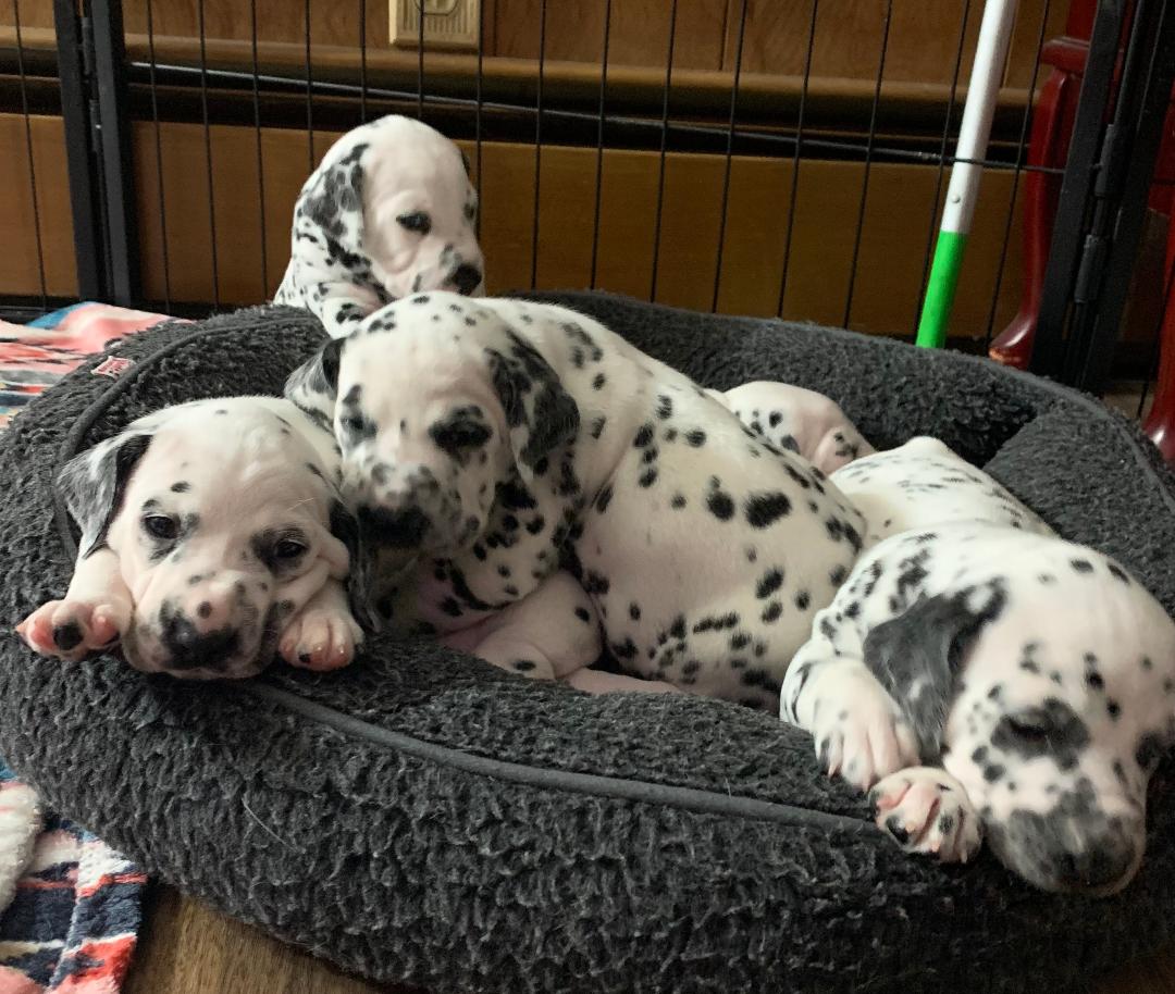 Dalmatian puppies born on 3-Apr-2026
