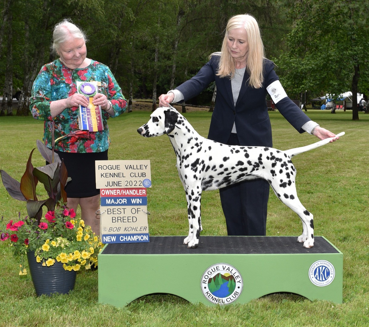 Dalmatian Puppies