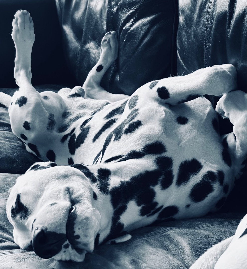 Enchanted Hart Dalmatians