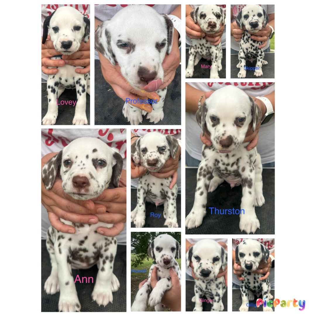 The Gilligan's Island Litter has arrived!