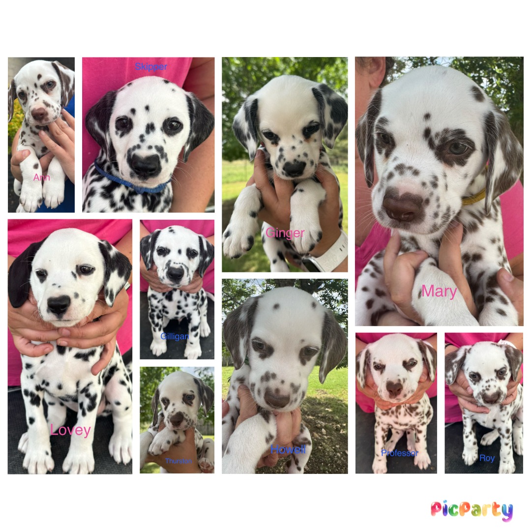The Gilligan's Island Litter has arrived!
