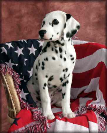HatTrick Dalmatians - Puppies due in August!
