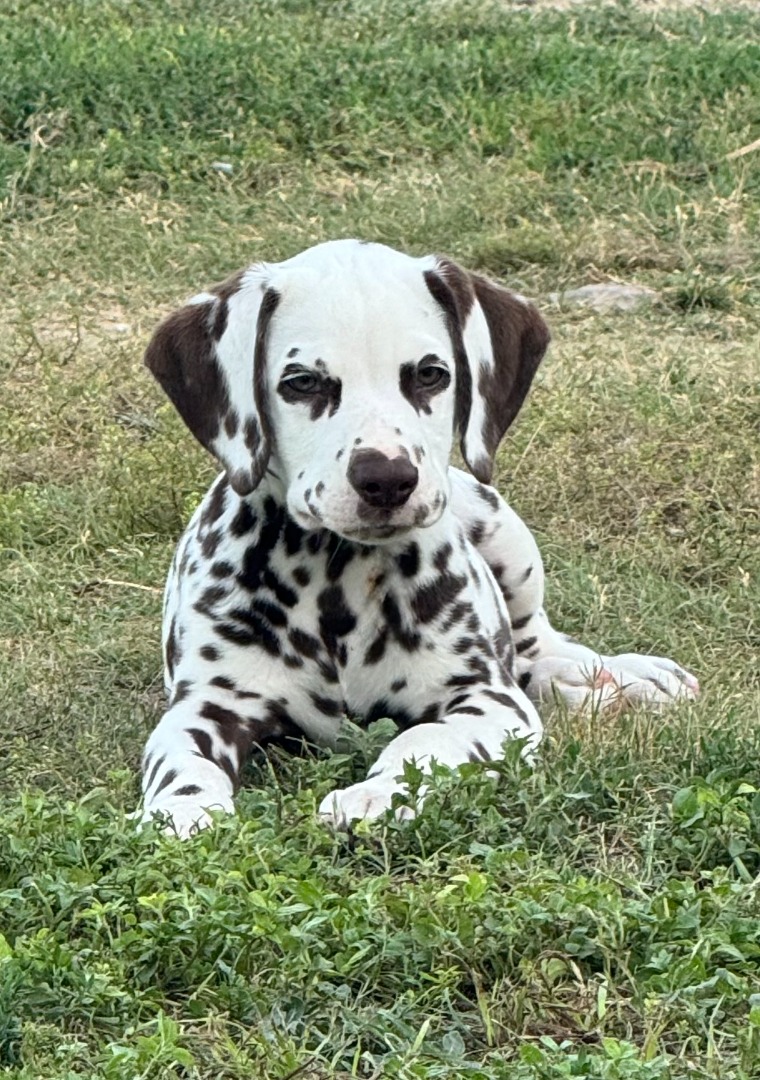 Adorable Liver Boy Available!