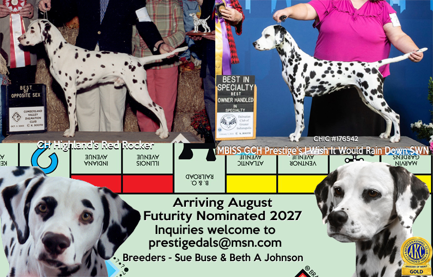 Prestige Dalmatians - Summer Litter Coming Soon