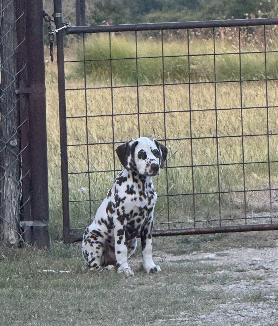 Adorable Liver Girl Available!