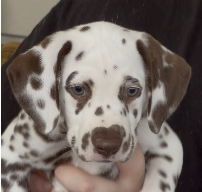 Enchanted Hart Dalmatians