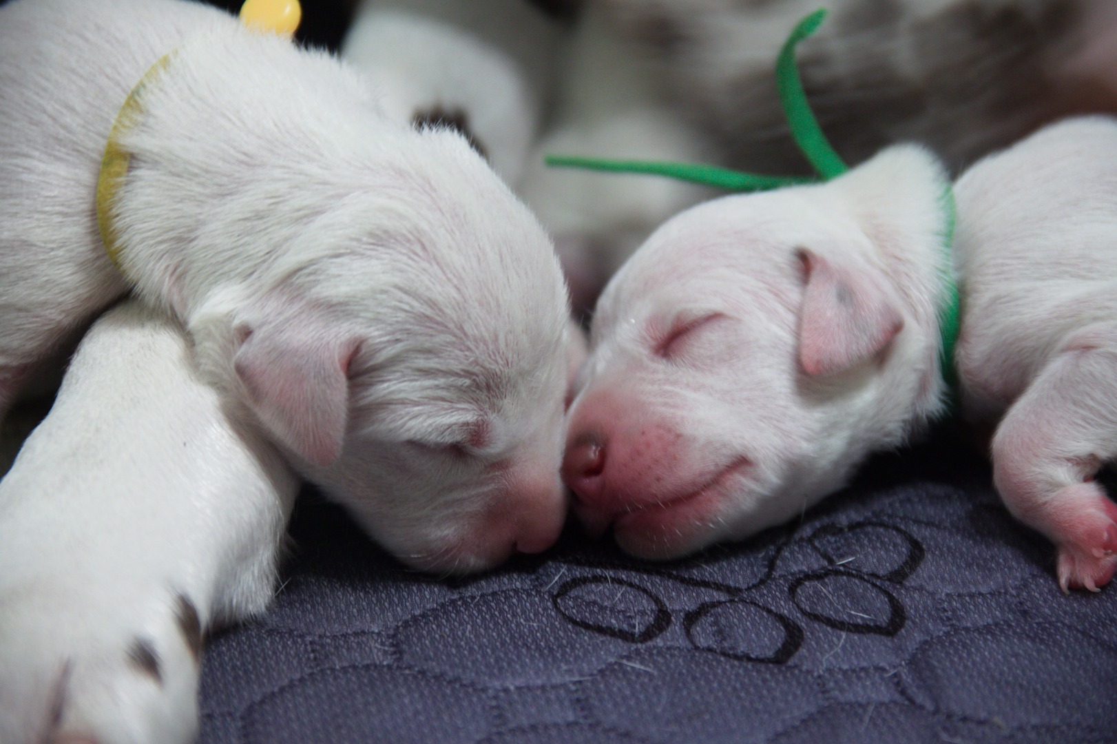 Spotted Theory Litter A