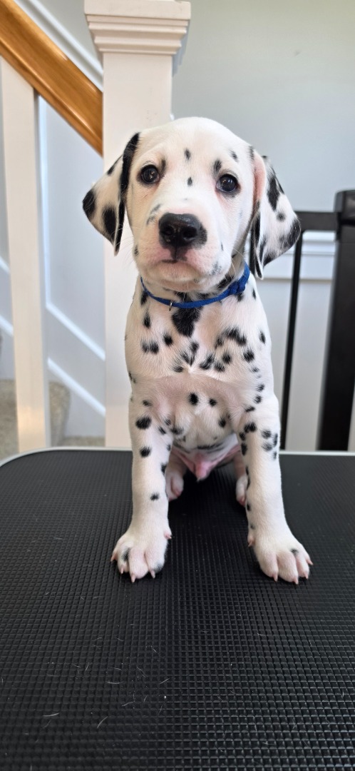 Spotted Theory Litter A