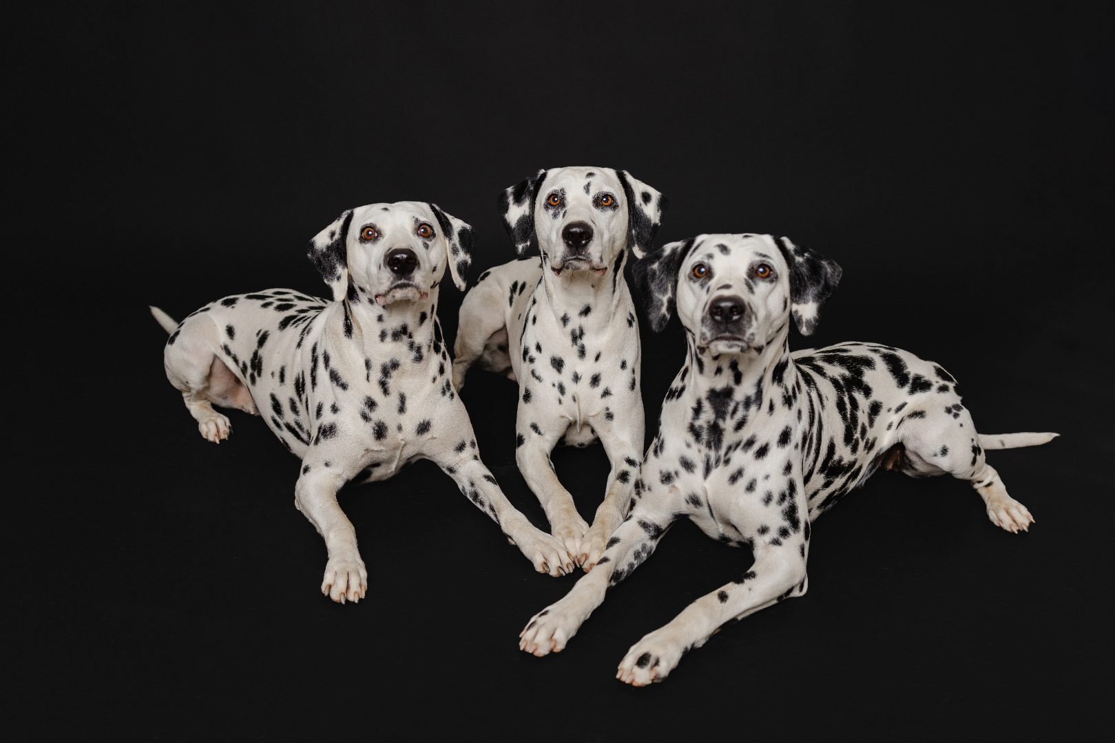 LUA Dalmatian Puppies coming
