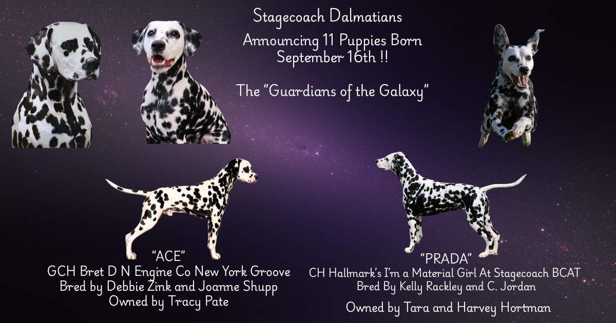 Stagecoach Dalmatians- planned litter